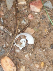 Sonorella allynsmithi