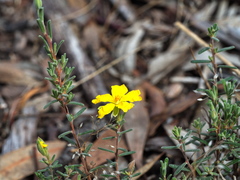 Hibbertia australis