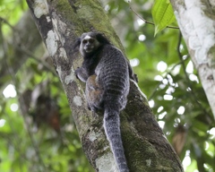 Wied's Marmoset photo 3