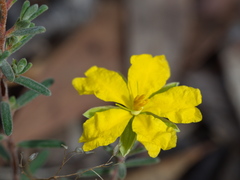 Hibbertia australis