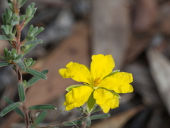 Hibbertia australis