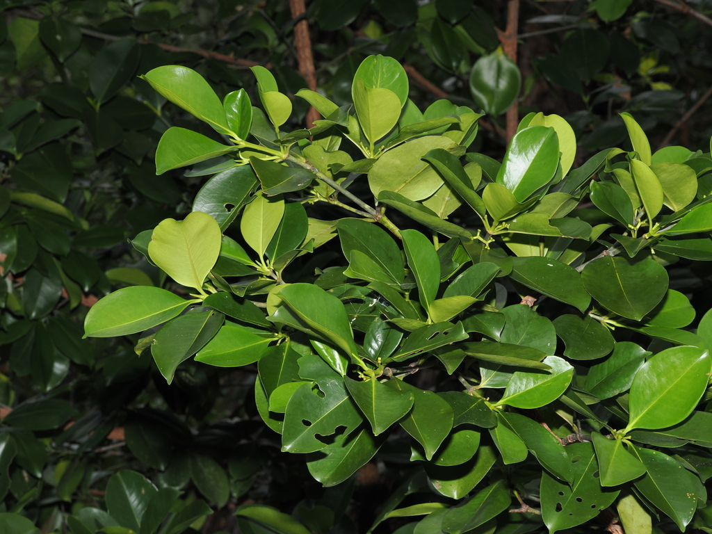 Xăng mã nguyên – Carallia brachiata