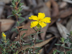 Hibbertia australis