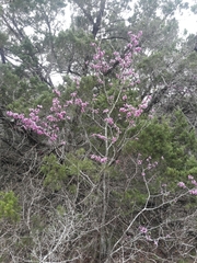 Cercis canadensis texensis