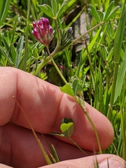 Trifolium gracilentum