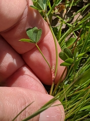 Trifolium gracilentum