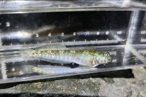 Oort's rockskipper (Praealticus oortii) — Blenniidae — 4