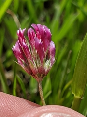 Trifolium gracilentum