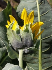 Wyethia helenioides