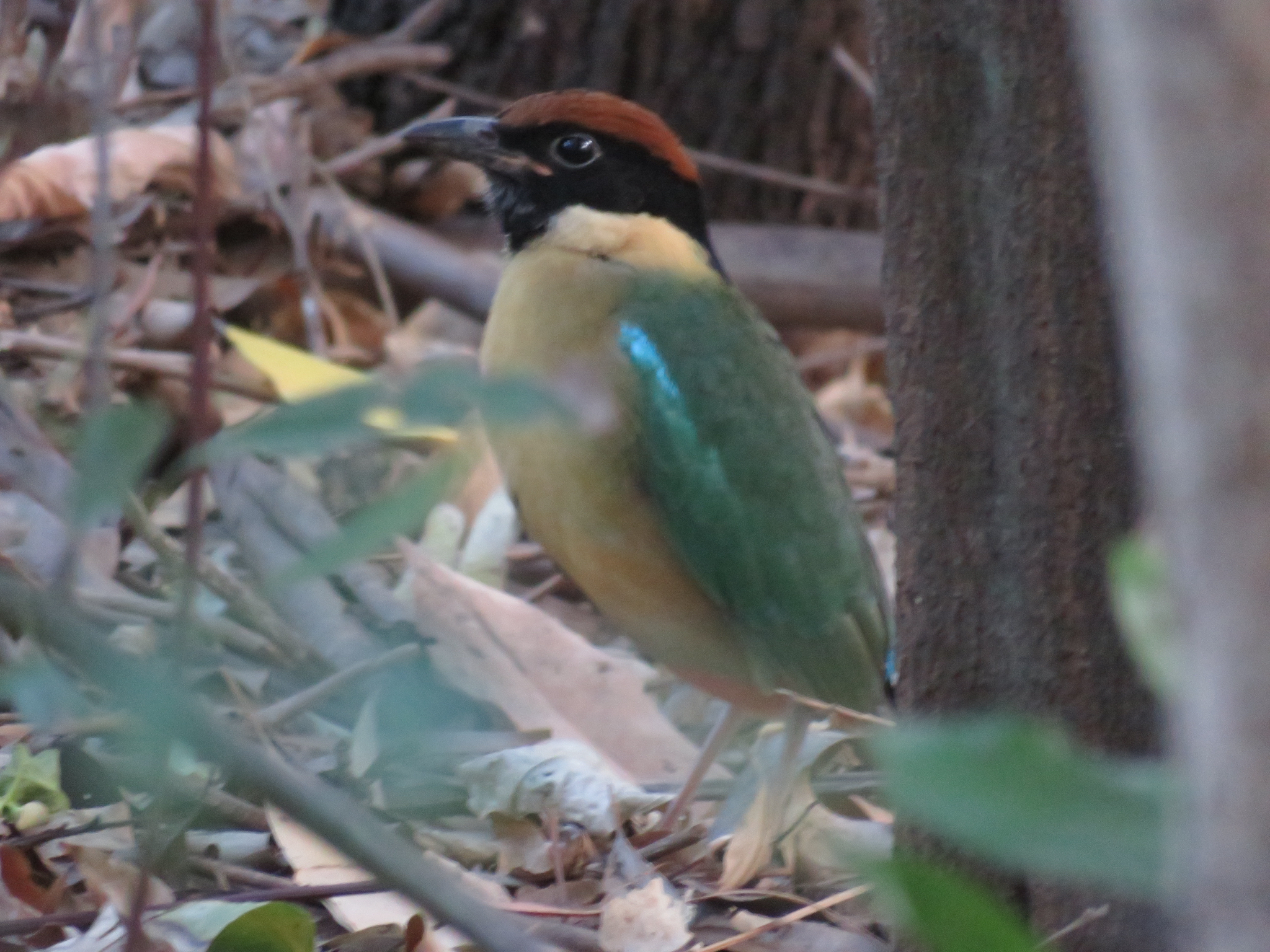 Noisy Pitta (Pitta versicolor), photo 9