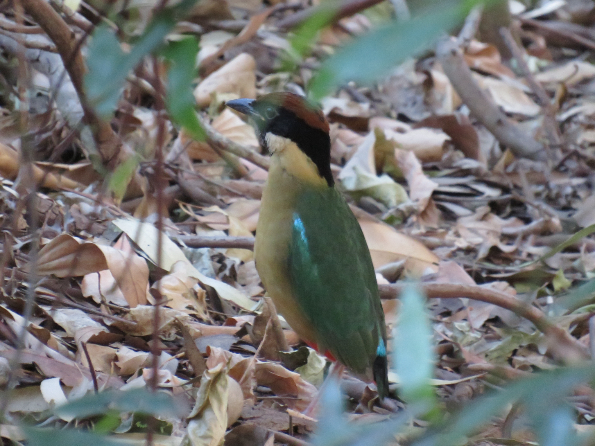 Noisy Pitta (Pitta versicolor), photo 10