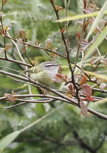 Ashy-throated Warbler (Phylloscopus maculipennis), photo 4