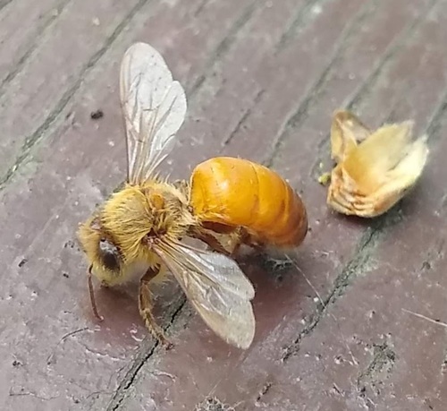 Western Honey Bee photographed in Oregon