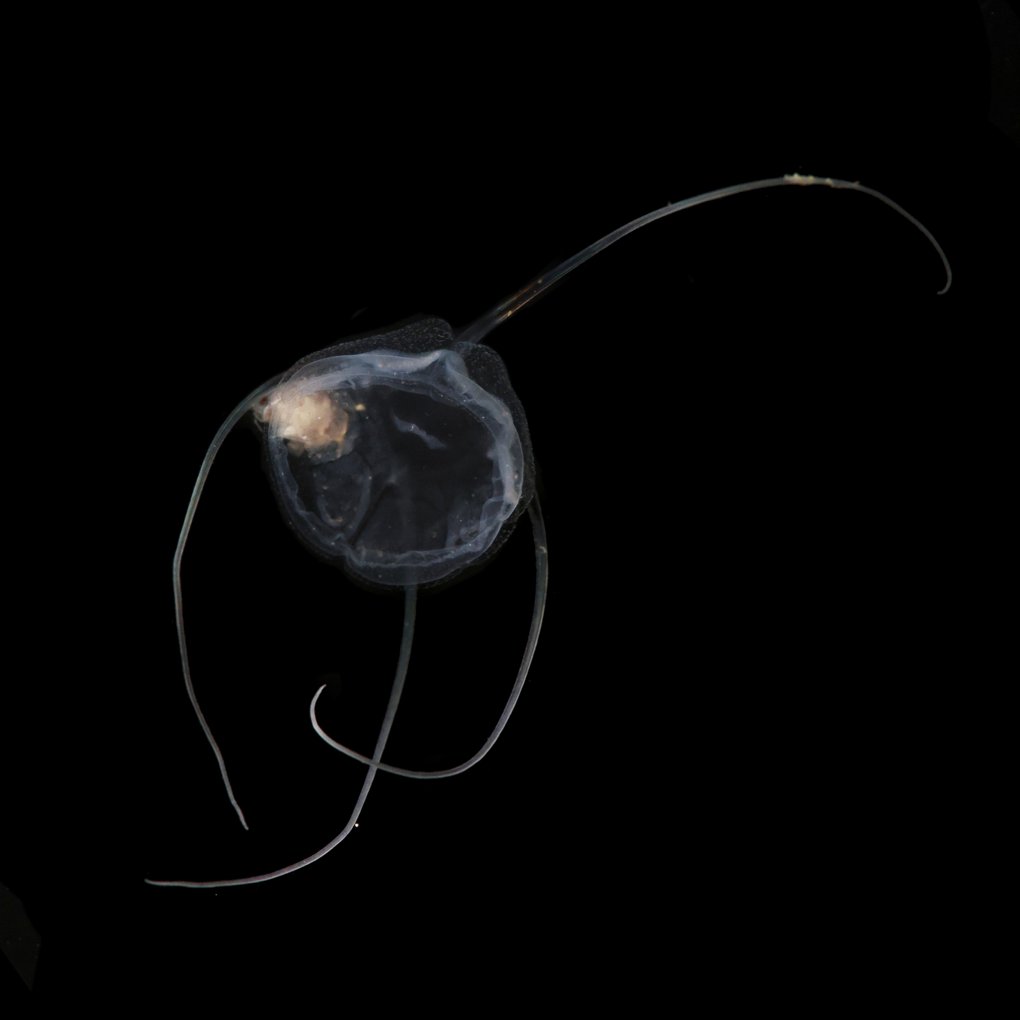 Solmundaegina nematophora Lindsay, 2017