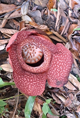 Rafflesia keithii (Rafflesia keithii)
