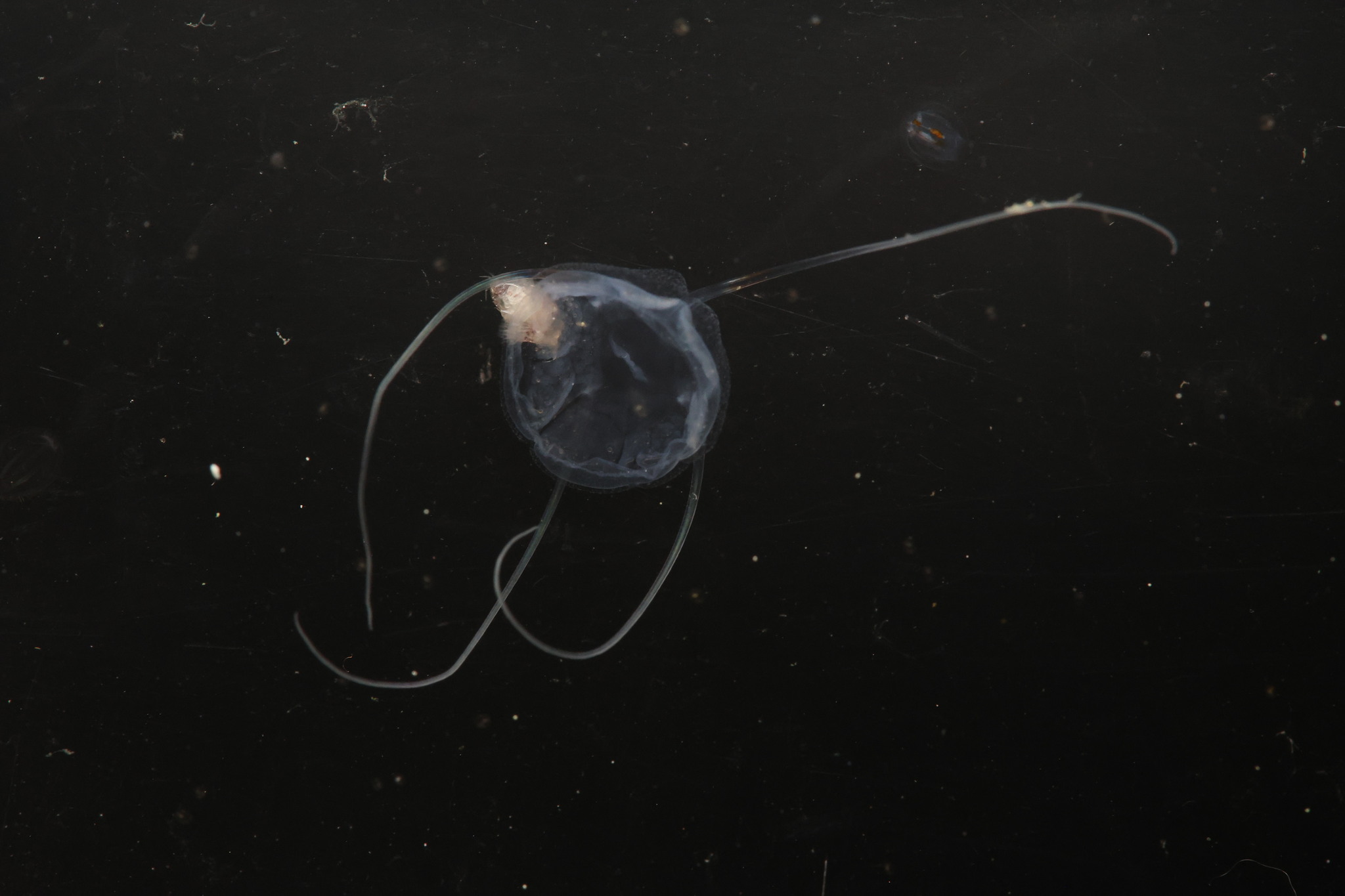 Solmundaegina nematophora Lindsay, 2017