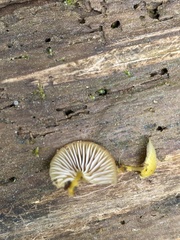 Chromosera