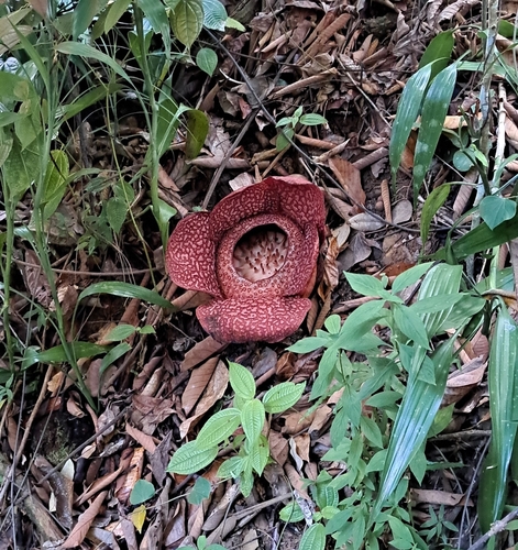 Rafflesia keithii, photograph 4