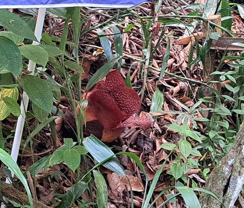 Rafflesia keithii, photograph 5