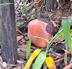 Rafflesia keithii, photograph author not stated, no rights reserved