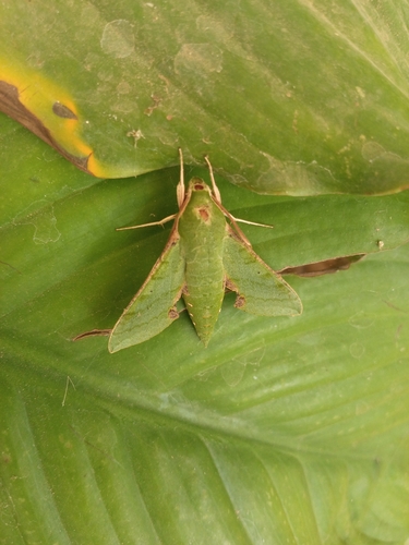Verdant Hawkmoth