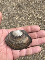 Utterbackiana suborbiculata