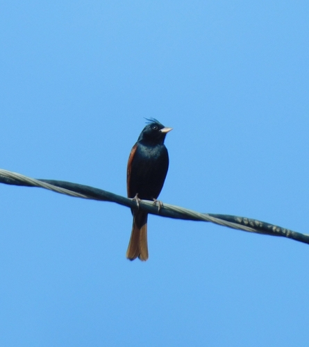 Crested Bunting (Emberiza lathami), photo 5