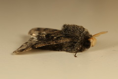 Apocheima hispidaria