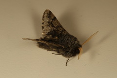 Apocheima hispidaria