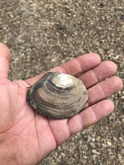 Utterbackiana suborbiculata