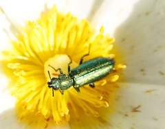 Psilothrix viridicoerulea