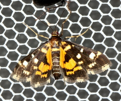 Diathrausta ochreipennis