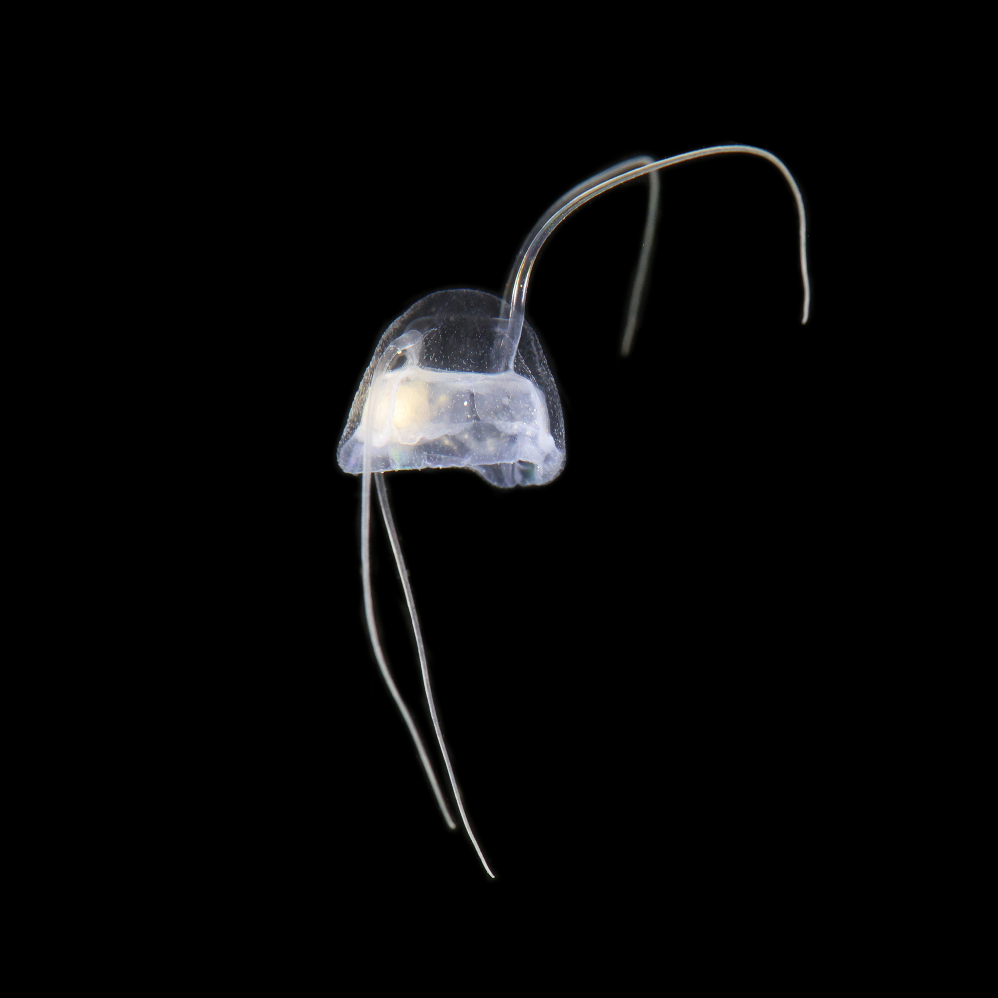 Solmundaegina nematophora Lindsay, 2017