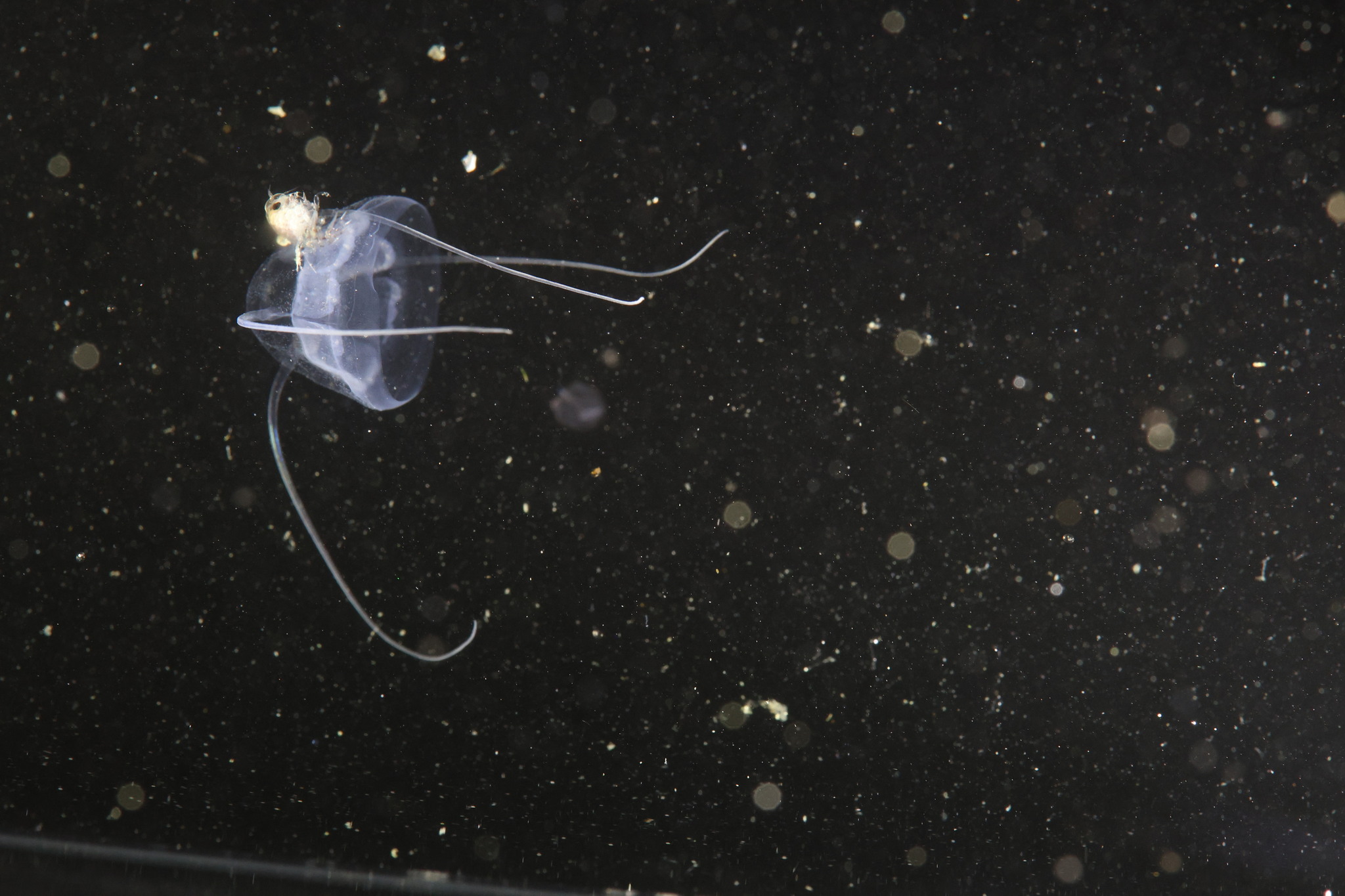 Solmundaegina nematophora Lindsay, 2017