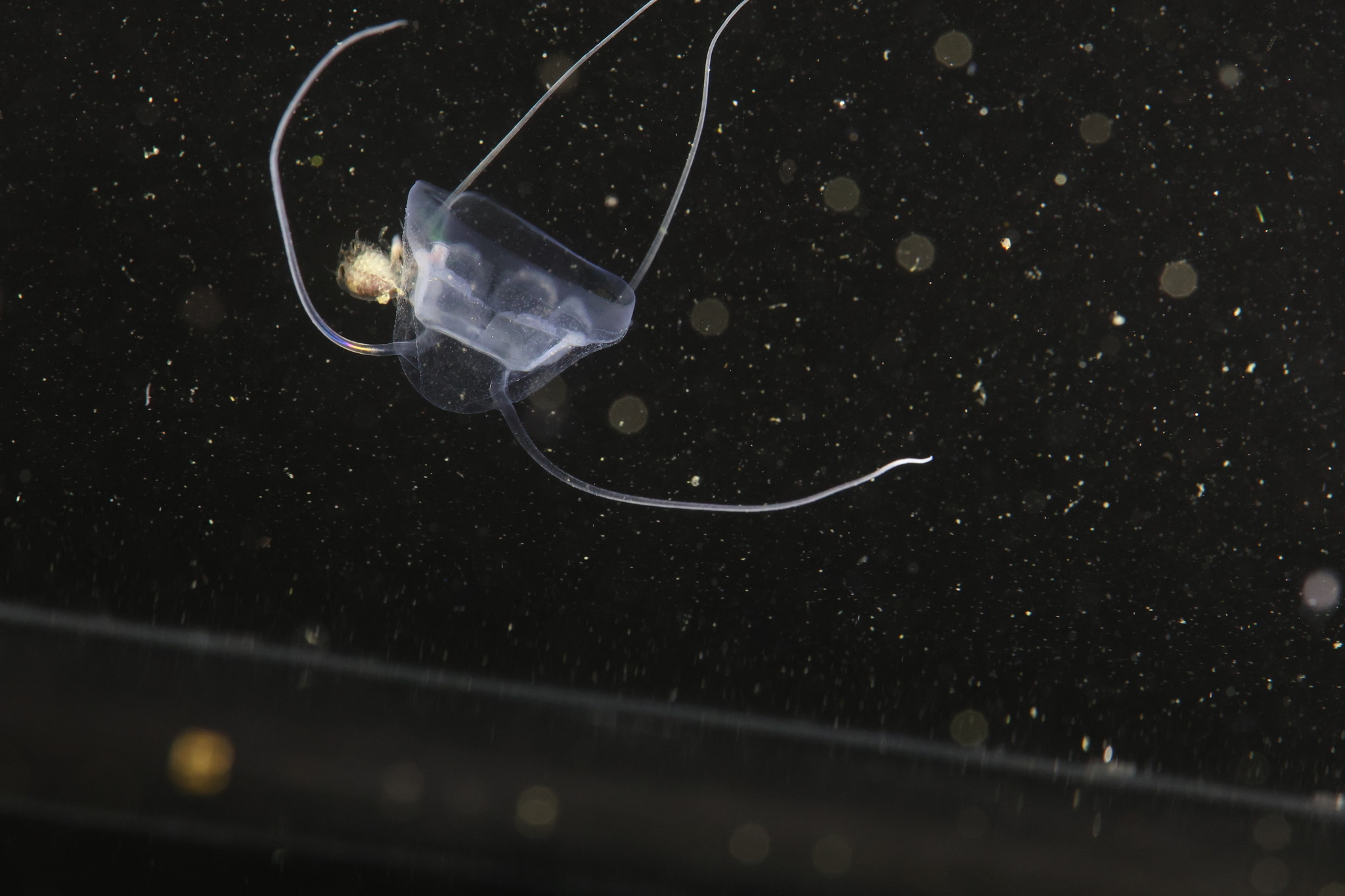 Solmundaegina nematophora Lindsay, 2017