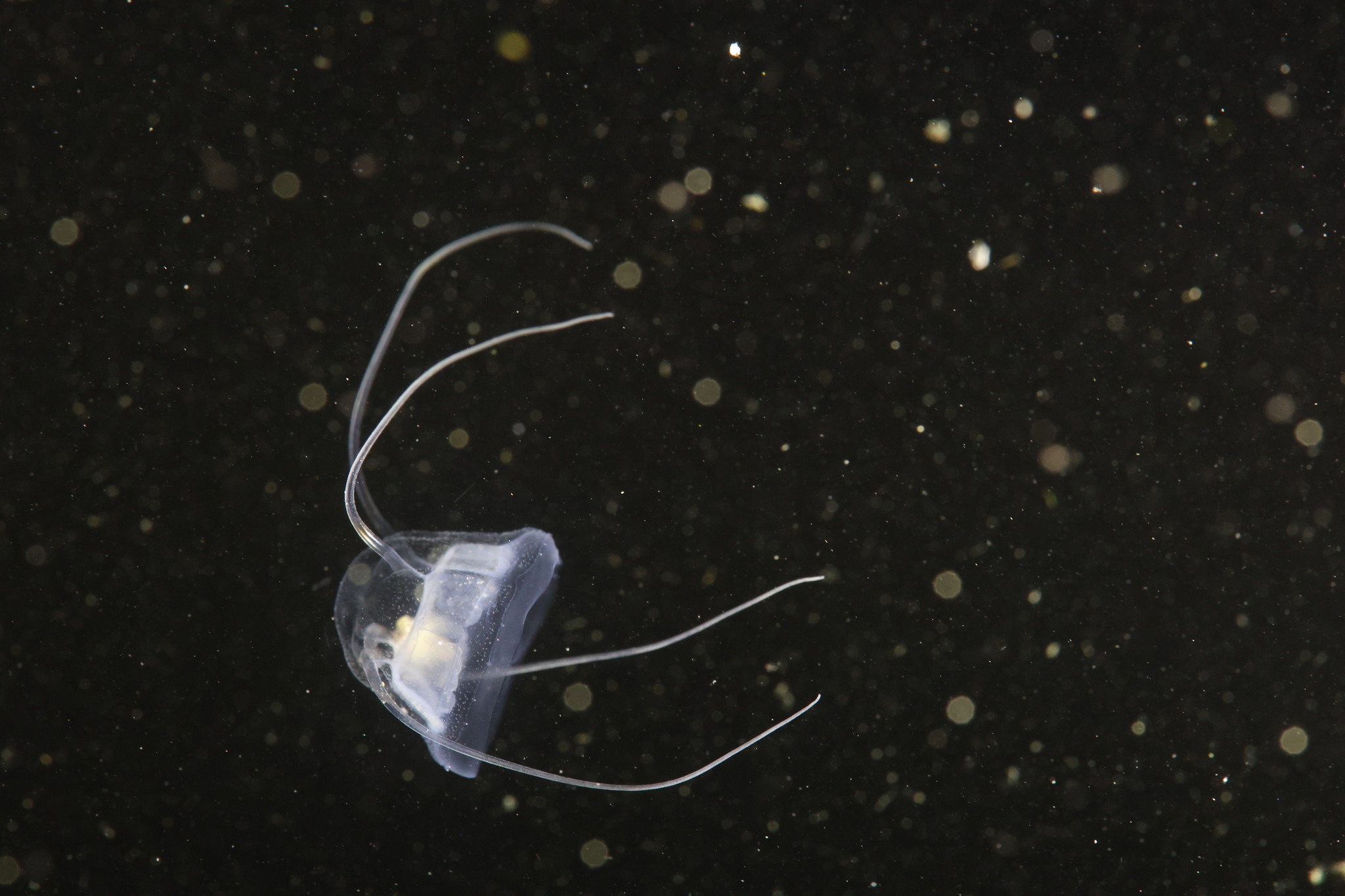 Solmundaegina nematophora Lindsay, 2017