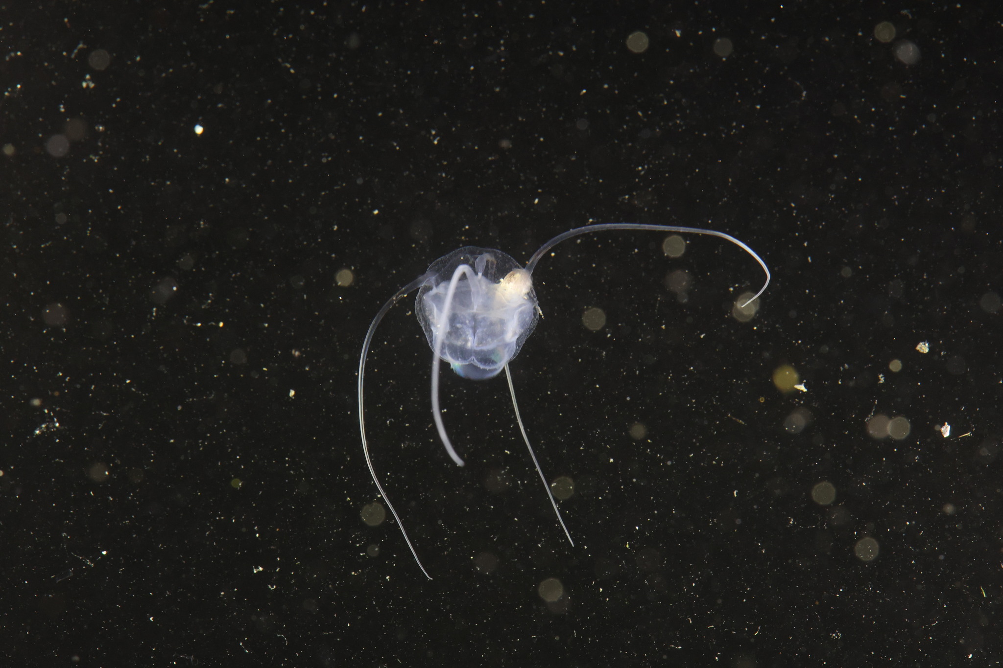 Solmundaegina nematophora Lindsay, 2017