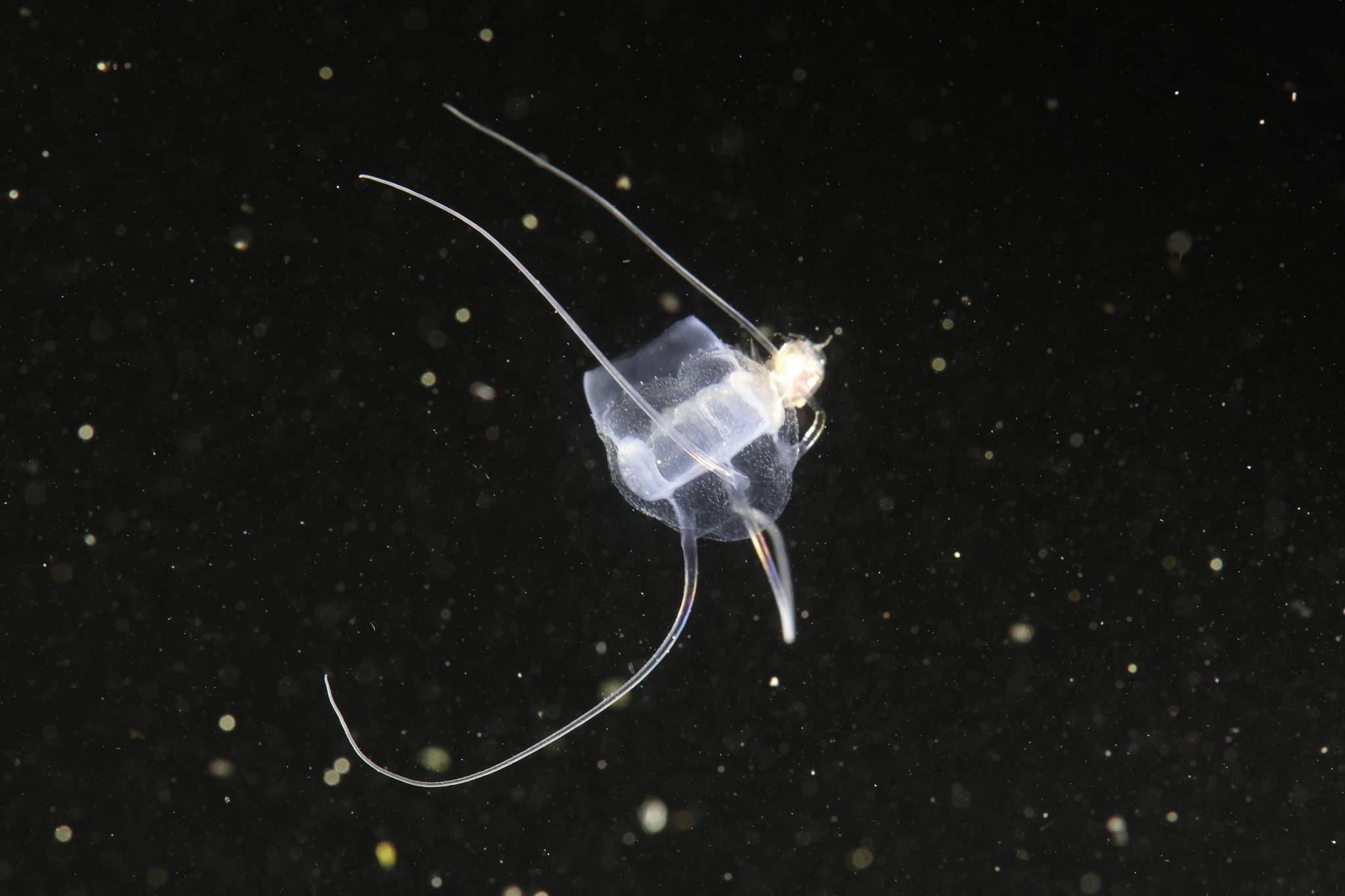 Solmundaegina nematophora Lindsay, 2017