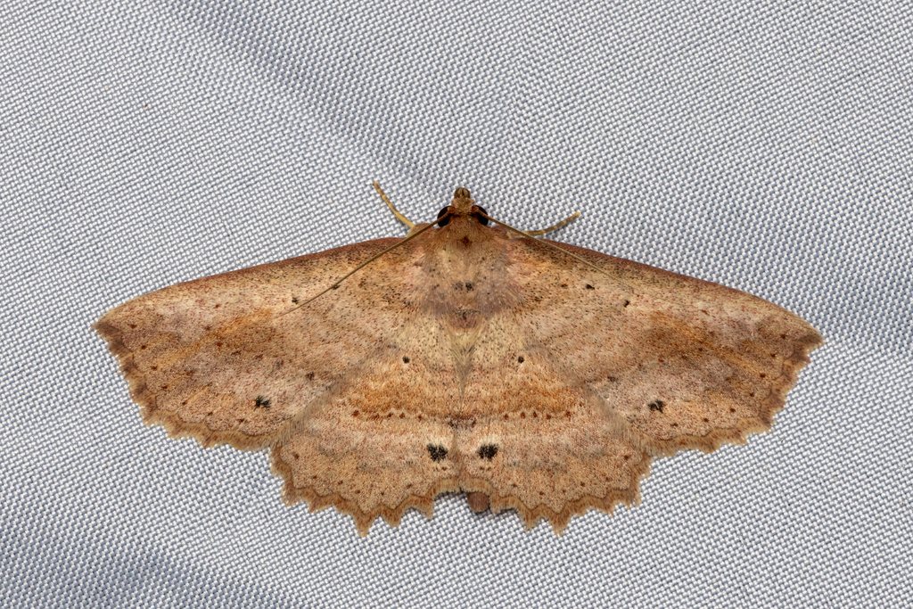 Tamba cosmoloma