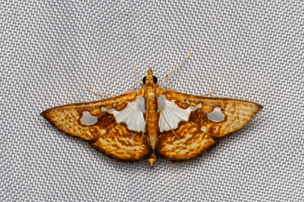 Glyphodes phytonalis