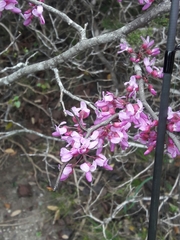 Cercis canadensis texensis