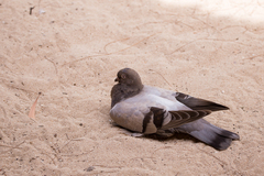 Columba livia domestica