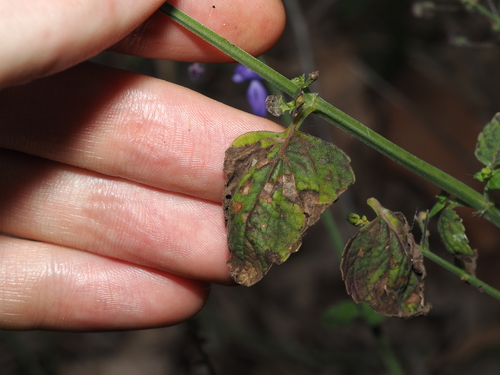 Coleus scutellarioides
