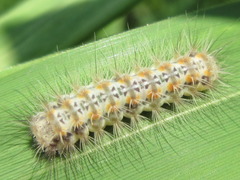 Balataea octomaculata