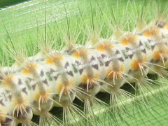 Balataea octomaculata