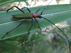 Chloridolum sieversi