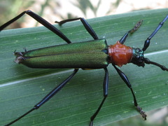Chloridolum sieversi