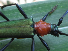 Chloridolum sieversi