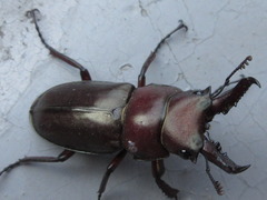 Prismognathus dauricus