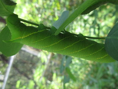 Clanis bilineata